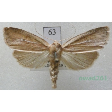 Archanara dissoluta (Treitschke, 1825) Czech63